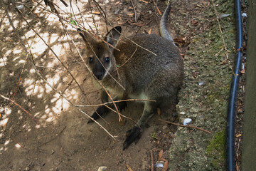 A cute, curious young brown wallaby, a native Australian marsupial, looks up at the camera in a zoo.