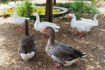 A mixed flock of domestic white and grey Greylag geese walking around on a traditional poultry farm or park. © Dmitri