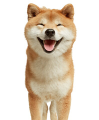 Fototapeta premium Cute Realistic 3D Shiba Inu Dog PNG – Smiling Happy Adult Shiba Isolated Transparent Background