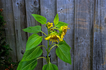 yellow leaves on wooden background