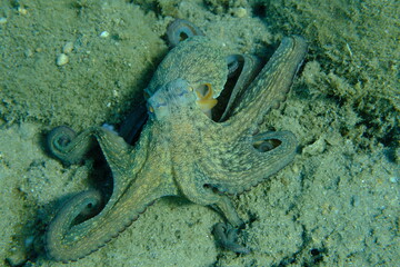 Common octopus (Octopus vulgaris) hunting, Aegean Sea, Greece, Halkidiki, Pirgos beach