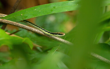 snake on green grass
