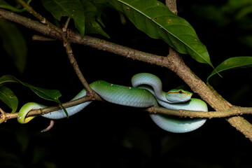 green tree python