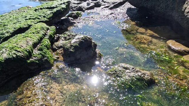 Green algae Enteromorpha intestinalis grows on rocks near the shore