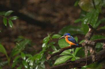 bird of paradise
