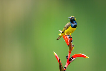 red and green hummingbird