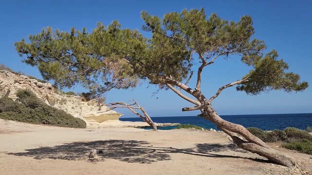A Turkish pine or Brutian pine (Pinus brutia) tree, sculpted by the wind on coastal rocks, graces an Eastern Mediterranean beach, offering visitors stunning beauty and  love songs in summertime