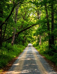 Fototapeta premium Sunlight-dappled forest road (1)