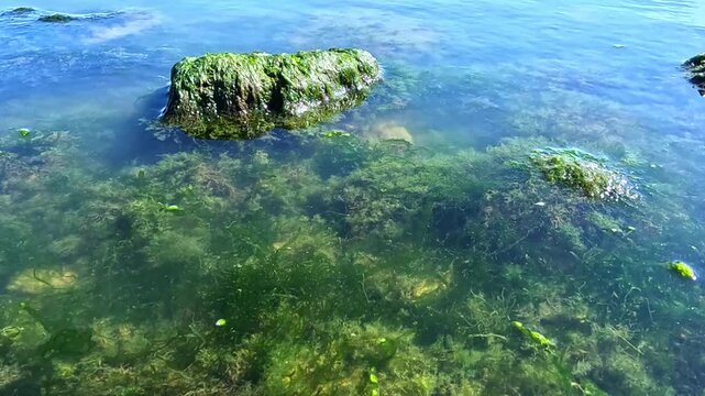 Green algae Enteromorpha intestinalis grows on rocks near the shore