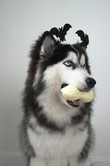 A dog, wooly coated blue eyes Siberian Husky dressed in a witch costume with bat headband for Halloween is sitting, and holds a pumpkin-shaped bucket in his teeth, asking for treats and got a peanut.