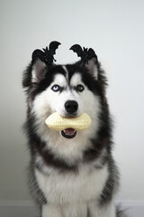 A dog, wooly coated blue eyes Siberian Husky dressed in a witch costume with bat headband for Halloween is sitting, and holds a pumpkin-shaped bucket in his teeth, asking for treats and got a peanut.