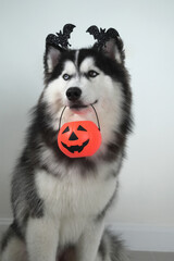 A dog, wooly coated blue eyes Siberian Husky dressed in a witch costume with bat headband for Halloween is sitting, and holds a pumpkin-shaped bucket in his teeth, asking for treats and got a peanut.