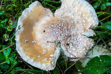 Amanita rubescens, Perlpilz in den Schweizer alpen
Amanita rubescens, pearl mushroom in the Swiss...