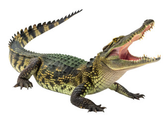Obraz premium Crocodile with mouth open showing sharp teeth and pink tongue on black background alligator reptile