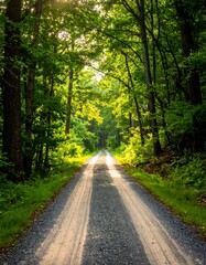 Obraz premium Sunlit forest road (1)