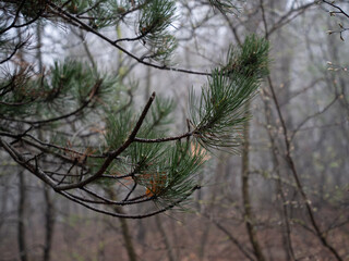 Moody atmosphere, close-up on a pine branch. Forest