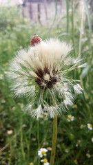 Single wet dandelion seed head close-up with a green grass background