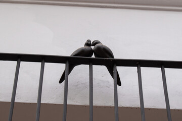 Two sculpted pigeons facing each other on a balcony rail in Tlaquepaque, Jalisco, Mexico