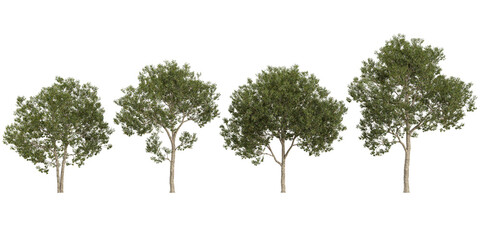 Collection of Cinnamomum trees on transparent background © Saifstock