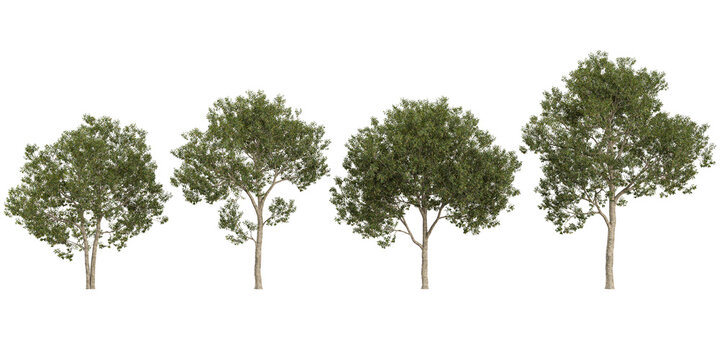 Collection of Cinnamomum trees on transparent background
