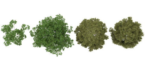 Collection of Cinnamomum,Cunninghamia trees on transparent background from the top view