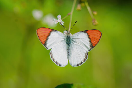Crimson Tip butterfly (Colotis danae) perched with open wings on a green natural background, macro wildlife photography from India