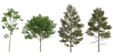 Collection of Cinnamomum,Cunninghamia trees on transparent background