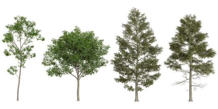 Collection of Cinnamomum,Cunninghamia trees on transparent background