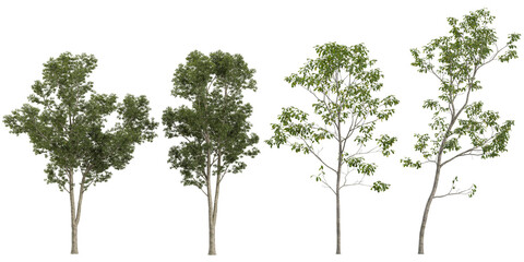 Collection of Cyclobalanopsis,Eucalyptus trees on transparent background © Saifstock