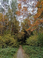Narrow path through a vibrant autumn forest with colorful trees and copy space