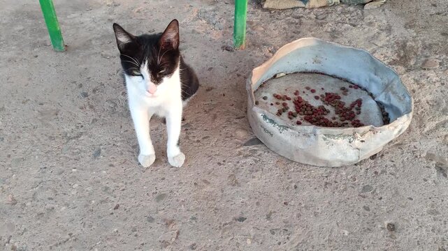 Cat with great sadness lives in precarious conditions of animal abuse with an unsanitary food bowl.