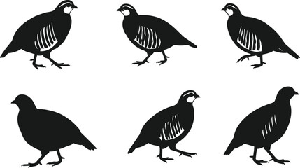 Quail bird silhouettes, wildlife identification illustration, nature animal artwork, standing and walking quails, plume detail drawing, ornithology comparison, educational bird design