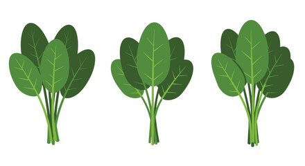 Three bunches of fresh green spinach leaves arranged on a white background