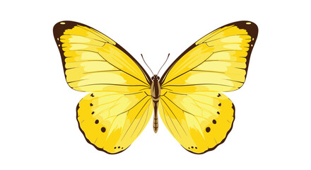 A beautiful bright yellow butterfly with black markings and antennae resting on a white background.