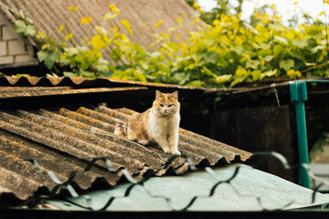 Ginger cat sitting on an old roof of countryside house in sunlight