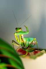 A vibrant green tree mantis (Hierodula tenuidentata), with its distinctive raptorial front legs poised, sits attentively on a leaf. This predator cleans its powerful legs after eating.