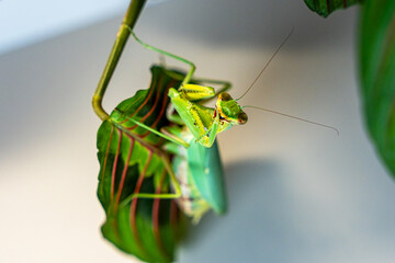 A vibrant green tree mantis (Hierodula tenuidentata), with its distinctive raptorial front legs poised, sits attentively on a leaf. This predator cleans its powerful legs after eating.