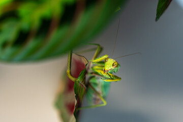 A vibrant green tree mantis (Hierodula tenuidentata), with its distinctive raptorial front legs poised, sits attentively on a leaf. This predator cleans its powerful legs after eating.