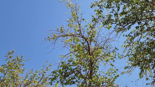 A fruiting branch of Osage orange (Maclura pomifera) is a resilient, drought-tolerant tree, Native to the central America