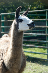 Obraz premium Portrait of cute brown llama