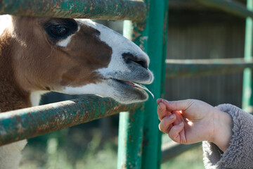Portrait of cute brown llama © olena