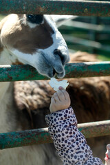 Portrait of cute brown llama © olena
