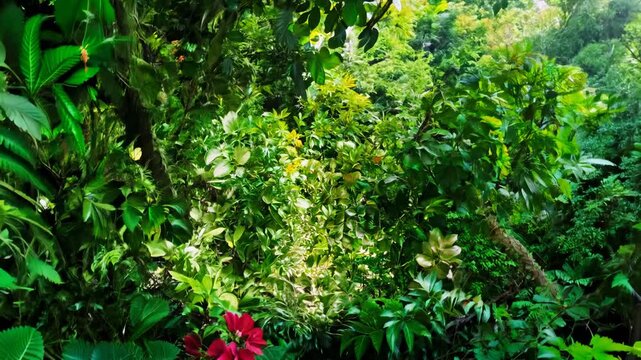 Top view from above, flat lay rotating jungle background with lush green foliage, colorful flowers, and vines hanging from the trees covers the entire frame space.