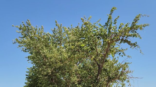 Canopy of a furiting Osage orange (Maclura pomifera) is a resilient, drought-tolerant tree, Native to the central America