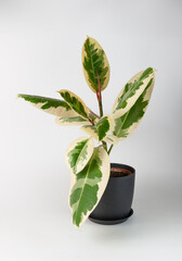 Ficus elastica Belize on a white background