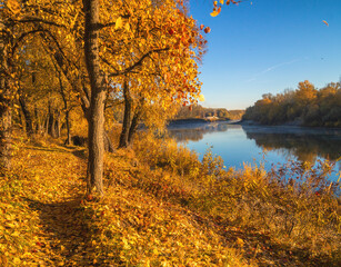 Fototapeta premium autumn trees in the park with river on background 