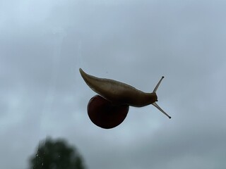 snail on a window