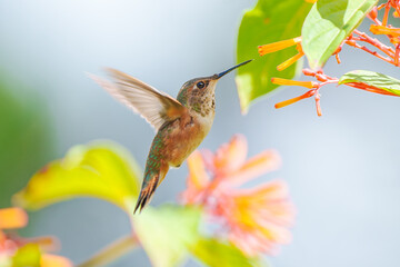 Rufous Hummingbird