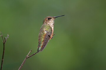 Rufous Hummingbird