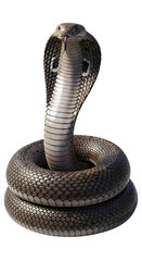 Fototapeta premium Majestic cobra snake isolated portrait dangerous predator reptile